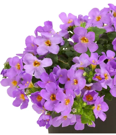 Schneeflockenblume, Blau -Haus Pflanzen Welt 8809576 WE DE 001 SuteraBlauSchneeflockenblumeT11DehnerExpressHerzig