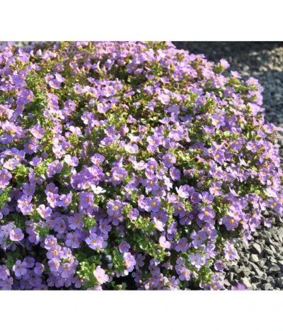 Schneeflockenblume, Blau -Haus Pflanzen Welt 8809576 WE MO 001 SuteraBlauGulliverBlueJPR2012StefanGloede