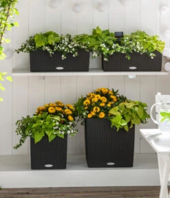 Strohblume, Verschiedene Farben 17 Strohblume, Verschiedene Farben -Haus Pflanzen Welt 8809592 8824500 WE MO 001 SuteraSchneefloeckchenWeiss GC07 2022 01