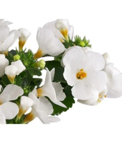 Schneeflockenblume -Haus Pflanzen Welt 8809592 WE DE 002 SchneefloeckchenWeiss