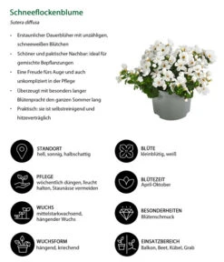 Schneeflockenblume -Haus Pflanzen Welt 8809592 WE IG 001 Schneeflockenblume