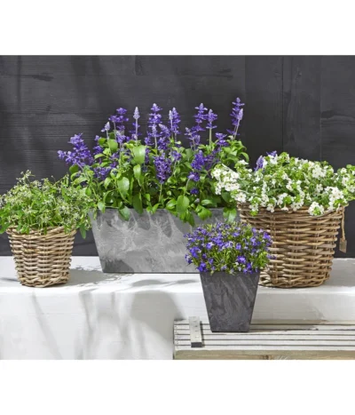 Männertreu 'Blue Eye' -Haus Pflanzen Welt 8809592 WE MO 002 MaennertreuSutera