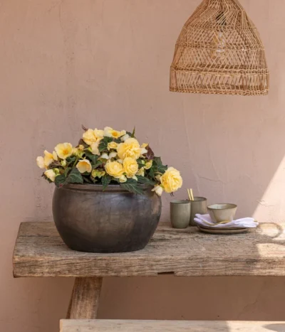 Hängebegonie 'Champagner' -Haus Pflanzen Welt 8809709 8504383 WE MO 002 HaengebegonieChampagner