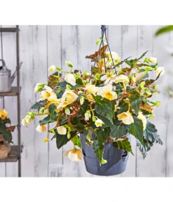 Hängebegonie 'Champagner', Ampel -Haus Pflanzen Welt 8809709 PR MO 003 HaengebegonieChampagner13PBL18UveSauer