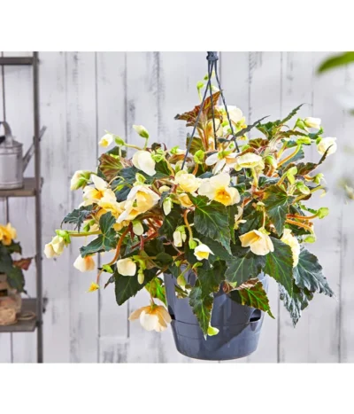 Hängebegonie 'Champagner', Ampel 9 Hängebegonie 'Champagner', Ampel -Haus Pflanzen Welt 8809709 PR MO 003 HaengebegonieChampagner13PBL18UveSauer