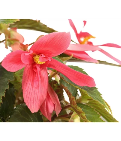 Hängebegonie, Verschiedene Sorten -Haus Pflanzen Welt 8809741 PR DE 001 HaengebegonieBoliviensisT12DehnerExpressHerzig