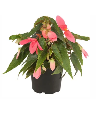 Hängebegonie, Verschiedene Sorten -Haus Pflanzen Welt 8809741 PR FS 001 HaengebegonieBoliviensisT12DehnerExpressHerzig