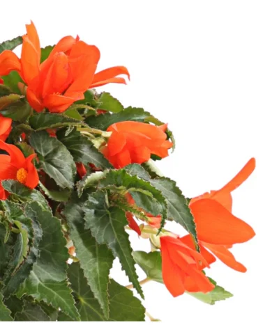 Hängebegonie, Verschiedene Sorten -Haus Pflanzen Welt 8809741 WE DE 001 HaengebegonieBegoniaBoliviensisT12OWDehnerExpressHerzig