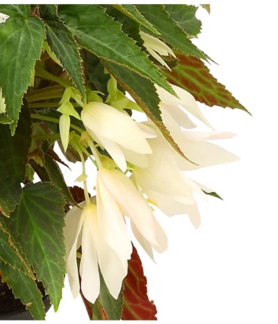 Hängebegonie, Verschiedene Sorten -Haus Pflanzen Welt 8809741 WE DE 002 HaengebegonieBoliviensisDehner