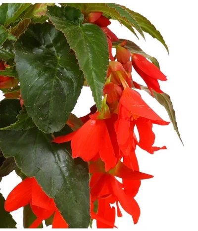 Hängebegonie, Verschiedene Sorten -Haus Pflanzen Welt 8809741 WE DE 003 HaengebegonieBoliviensisDehner