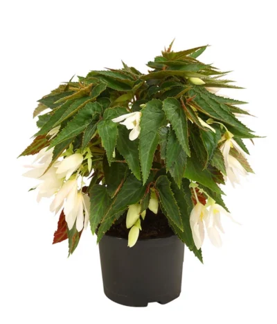 Hängebegonie, Verschiedene Sorten -Haus Pflanzen Welt 8809741 WE FS 002 HaengebegonieBoliviensisDehner