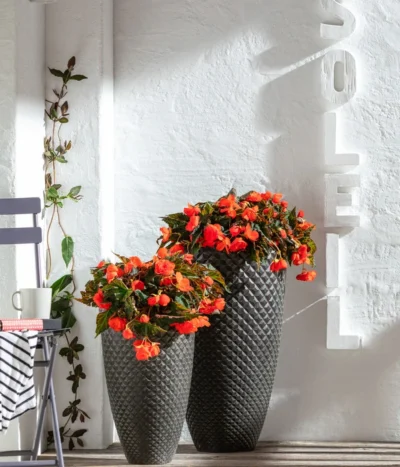 Hängebegonie, Verschiedene Sorten -Haus Pflanzen Welt 8809741 WE MO 001 BegoniaBoliviensis GC06 2022 02