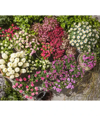 Gänseblümchen-Trio -Haus Pflanzen Welt 8809857 8208704 8822355 8810095 WE MO 004 BellisErdbeersahneT11 BellisT9BellisTrioT13BellisHabaneraT11