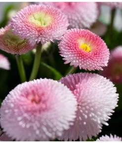 Beet- & Balkonpflanzen-Set Rosa Frühling, 6-teilig -Haus Pflanzen Welt 8809857 PR DE 003 BellisRosaErdbeersahneGaensebluemchenSonderfarben 1