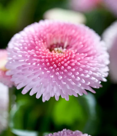 Beet- & Balkonpflanzen-Set Frühlingsfreude, 6-teilig 16 Beet- & Balkonpflanzen-Set Frühlingsfreude, 6-teilig -Haus Pflanzen Welt 8809857 WE DE 005 BellisRosaErdbeersahneGaensebluemchenSonderfarben