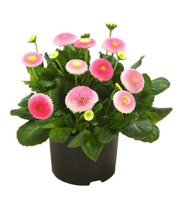 Beet- & Balkonpflanzen-Set Frühlingsfreude, 6-teilig 5 Beet- & Balkonpflanzen-Set Frühlingsfreude, 6-teilig – Bild 3