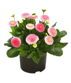 Beet- & Balkonpflanzen-Set Traum In Rosa, 6-teilig -Haus Pflanzen Welt 8809857 WE FS 001 BellisSonderfarbenGaensebluemchenSofaErdbeersahne