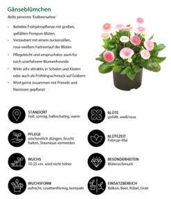 Gänseblümchen 'Erdbeersahne', Gefüllt -Haus Pflanzen Welt 8809857 WE IG 001 Gaensebluemchen