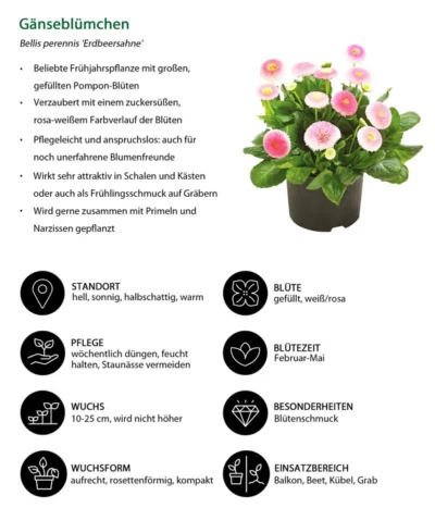 Gänseblümchen 'Erdbeersahne', Gefüllt -Haus Pflanzen Welt 8809857 WE IG 001 Gaensebluemchen