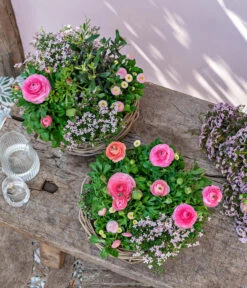 Rote Korallenraute -Haus Pflanzen Welt 8809857 WE MO 001 FrueheFarbefuersZuhauseRosa