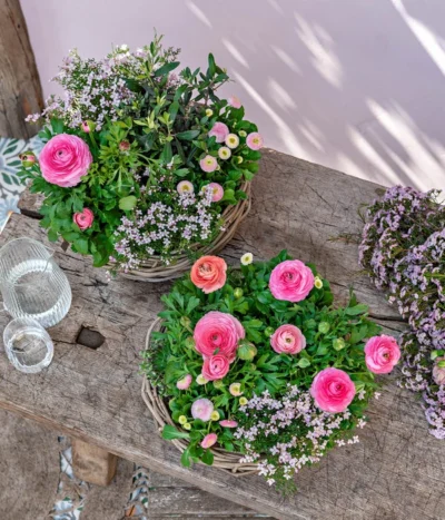 Rote Korallenraute -Haus Pflanzen Welt 8809857 WE MO 001 FrueheFarbefuersZuhauseRosa