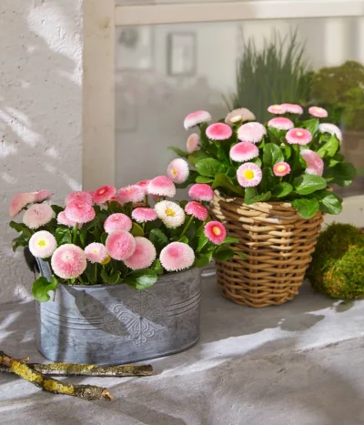 Gänseblümchen 'Erdbeersahne', Gefüllt -Haus Pflanzen Welt 8809857 WE MO 004 BellisErdbeersahneT11