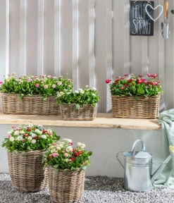 Gänseblümchen 'Erdbeersahne', Gefüllt -Haus Pflanzen Welt 8809857 WE MO 011 BellisErdbeersahneGaensebluemchenGefuelltTrioGC04 1