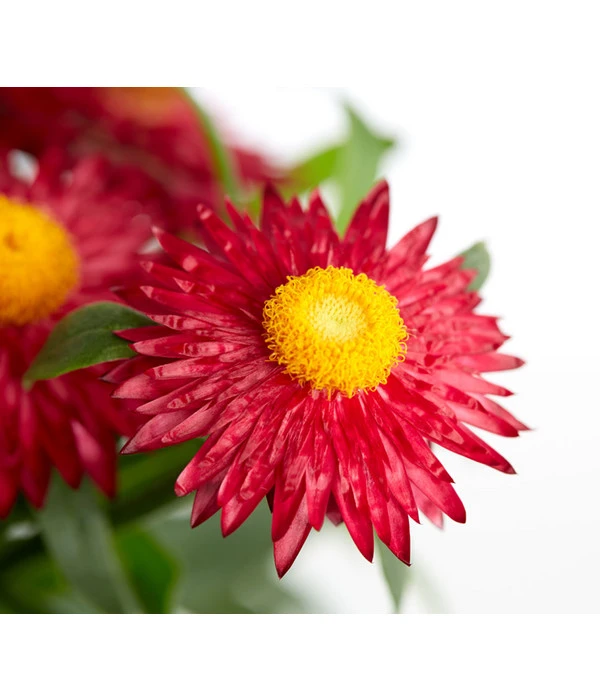 Strohblume, Verschiedene Farben 10 Strohblume, Verschiedene Farben – Bild 8