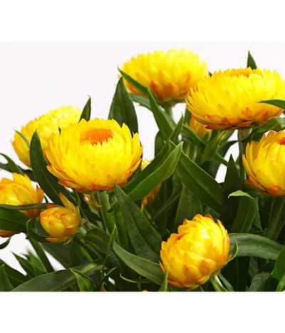 Strohblume, Verschiedene Farben -Haus Pflanzen Welt 8809881 PR DE 001 StrohblumeHelichrysumCultivarsT12MixDehnerExpressHerzig