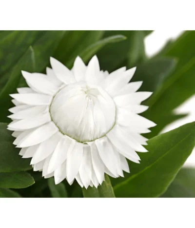 Strohblume, Verschiedene Farben -Haus Pflanzen Welt 8809881 PR DE 003 BracteanthaT12StrohblumeDehnerExpressHerzig