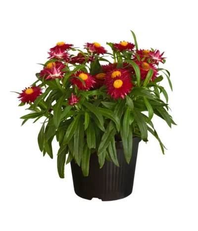 Strohblume, Verschiedene Farben -Haus Pflanzen Welt 8809881 PR FS 001 BracteanthaHelichrysumCultivarsStrohblumeDehnerExpressZS
