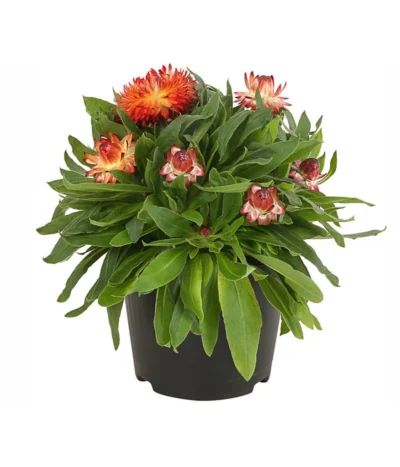 Strohblume, Verschiedene Farben -Haus Pflanzen Welt 8809881 PR FS 001 BracteanthaT12StrohblumeDehnerExpressHerzig