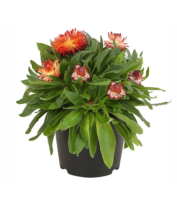 Strohblume, Verschiedene Farben 5 Strohblume, Verschiedene Farben – Bild 3