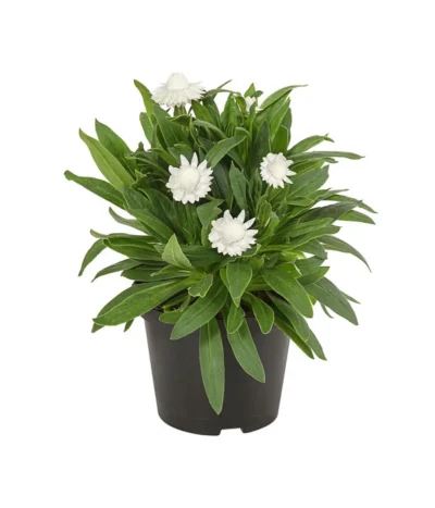 Strohblume, Verschiedene Farben -Haus Pflanzen Welt 8809881 PR FS 003 BracteanthaT12StrohblumeDehnerExpressHerzig