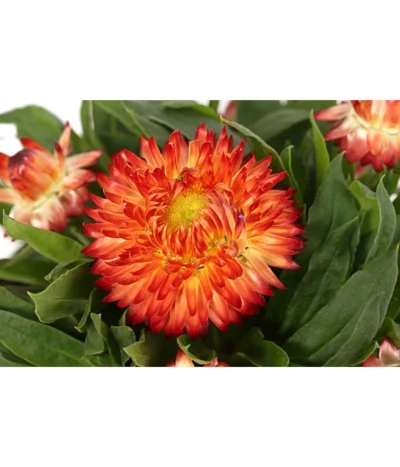 Strohblume, Verschiedene Farben -Haus Pflanzen Welt 8809881 WE DE 001 BracteanthaT12Strohblume