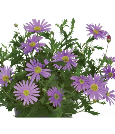 Blaues Gänseblümchen -Haus Pflanzen Welt 8809931 BildFS 001 BlauesGaensebluemchenBrachyscomeMultifBlau