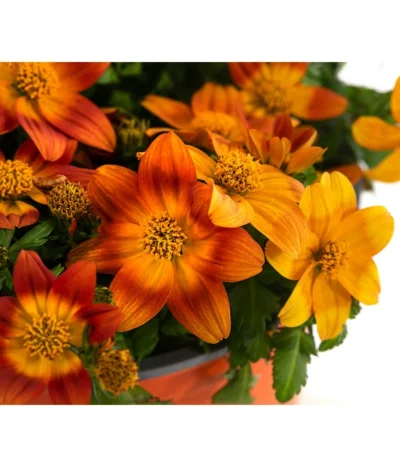 Goldmarie, Orange -Haus Pflanzen Welt 8810020 WE DE 001 BidensOrangeT12