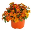 Goldmarie, Orange -Haus Pflanzen Welt 8810020 WE FS 001 BidensOrangeT12