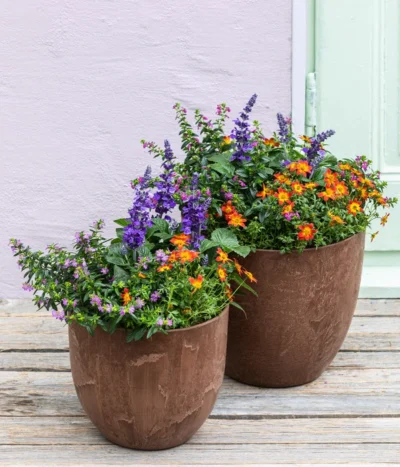 Goldmarie, Orange -Haus Pflanzen Welt 8810020 WE MO 003 BidensSalvia BienenTag