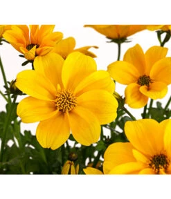 Goldmarie 'Golden Empire' -Haus Pflanzen Welt 8810038 PR DE 001 GoldmarieBidensFerulifoliaGoldenEmpireT11Herzig