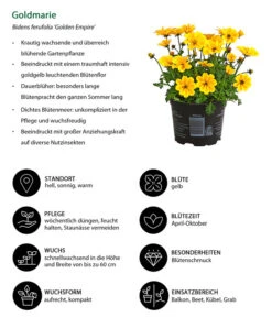 Goldmarie 'Golden Empire' -Haus Pflanzen Welt 8810038 WE IG 001 Goldmarie