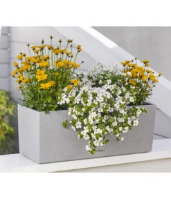 Goldmarie 'Golden Empire' -Haus Pflanzen Welt 8810038 WE MO 001 BidensGoldenEmpireSuteraEuphorbiaDiamondfrost