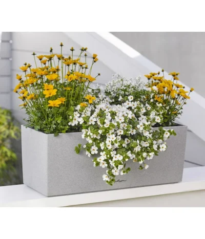 Goldmarie 'Golden Empire' -Haus Pflanzen Welt 8810038 WE MO 001 BidensGoldenEmpireSuteraEuphorbiaDiamondfrost