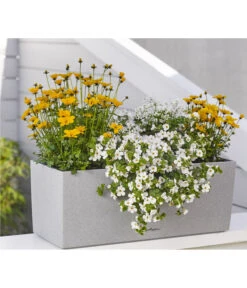 Schneeflockenblume -Haus Pflanzen Welt 8810038 WE MO 001 BidensGoldenEmpireT12SuteraWeissT11EuphorbiaDiamondfrostT11 8809592 8823155 Renner