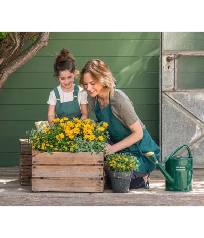 Goldmarie 'Golden Empire' -Haus Pflanzen Welt 8810038 WE MO 001 BidensGoldmarieGoldenEmpire