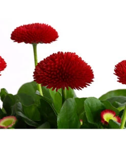 Gänseblümchen, Gefüllt -Haus Pflanzen Welt 8810079 PR DE 002 BellisGefuelltT11DehnerExpressHerzig