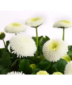 Beet- & Balkonpflanzen-Set Weißer Frühling, 6-teilig -Haus Pflanzen Welt 8810079 PR DE 003 BellisGefuelltT11DehnerExpressHerzig 1