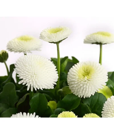 Beet- & Balkonpflanzen-Set Weißer Frühling, 6-teilig -Haus Pflanzen Welt 8810079 PR DE 003 BellisGefuelltT11DehnerExpressHerzig 1