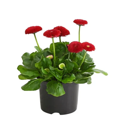 Gänseblümchen, Gefüllt -Haus Pflanzen Welt 8810079 PR FS 002 BellisGefuelltT11DehnerExpressHerzig