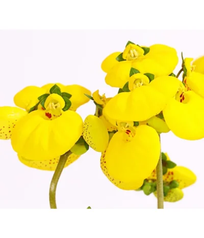 Pantoffelblume 'Calynopsis', Verschiedene Farben -Haus Pflanzen Welt 8810285 PR DE 001 CalceolariaCalynopsisPremiumPantoffelblumeT12DehnerHerzig